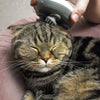 Chat détendu recevant un massage sur la tête avec un masseur pour chat.