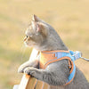Chat observant l’extérieur équipé d’un harnais pour chat orange et bleu.
