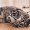Chat jouant avec un jouet poisson pour chat entre ses pattes.