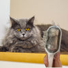 Brosse Pour Poils De Chat utilisée sur un chat à poils longs avec résultat visible après brossage.