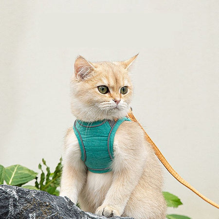 Chat beige assis avec un harnais pour chat vert sur fond neutre.