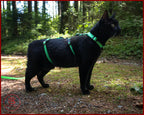 MiaouSafe™ – Harnais Anti-Évasion Ajustable pour Chat