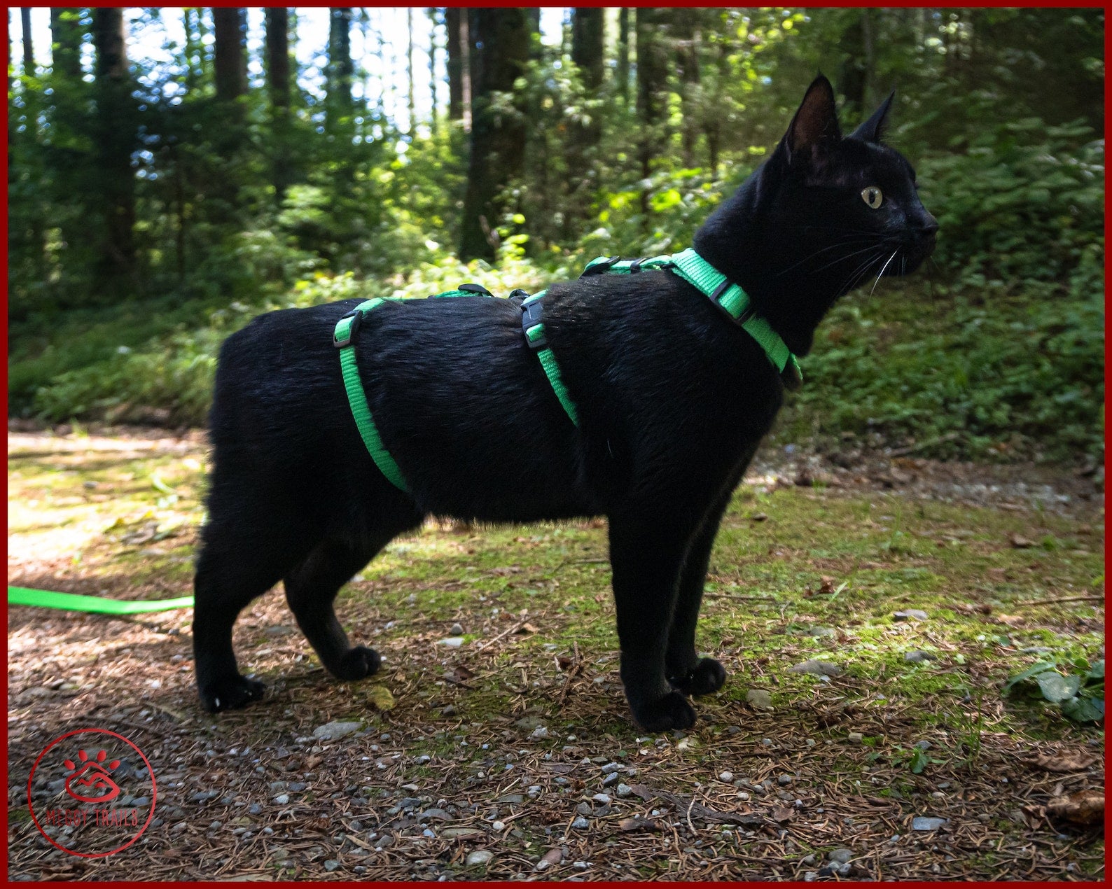 MiaouSafe™ – Harnais Anti-Évasion Ajustable pour Chat